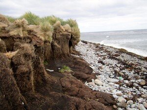 Image 4. In the Falkland Islands, tussac grasslands that form deep peat deposits can be found eroding along some coastlines. Photo courtesy: Dulcinea GROFF