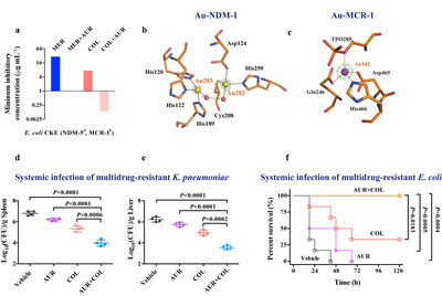 Image 1. (a) Minimum inhibitory concentration of MER or COL against E. coli CKE (MCR-1+, NDM-5+) in the absence or presence of AUR. (b) Structure of the active site of Au-NDM-1 (PDB ID: 6LHE) with the anomalous density peak of Au shown as yellow spheres and water molecules as red spheres. (c) Structure of the active site of Au-MCR-1-S (PDB ID: 6LI6) with the anomalous density peak of Au ion shown as a purple sphere. (d,e) Balb/c mice were given a sub-lethal dose of K. pneumoniae (MCR-1+) and received single dose of administration of vehicle, AUR, COL or their combination. Bacterial loads in the spleen (d) and liver (e) are shown. c, Survival curves showing combination efficacies in the peritonitis infection model. Balb/c mice were infected by a lethal dose of E. coli CKE (MCR-1+, NDM-5+) and received single dose of administration of vehicle, AUR, COL or their combination.