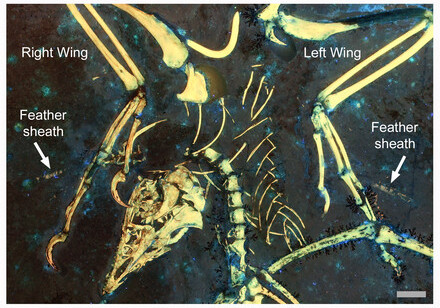 Research reveals earliest record of flight-related moulting found in 150-million-year-old bird Archaeopteryx providing insights into the evolution of moulting strategies