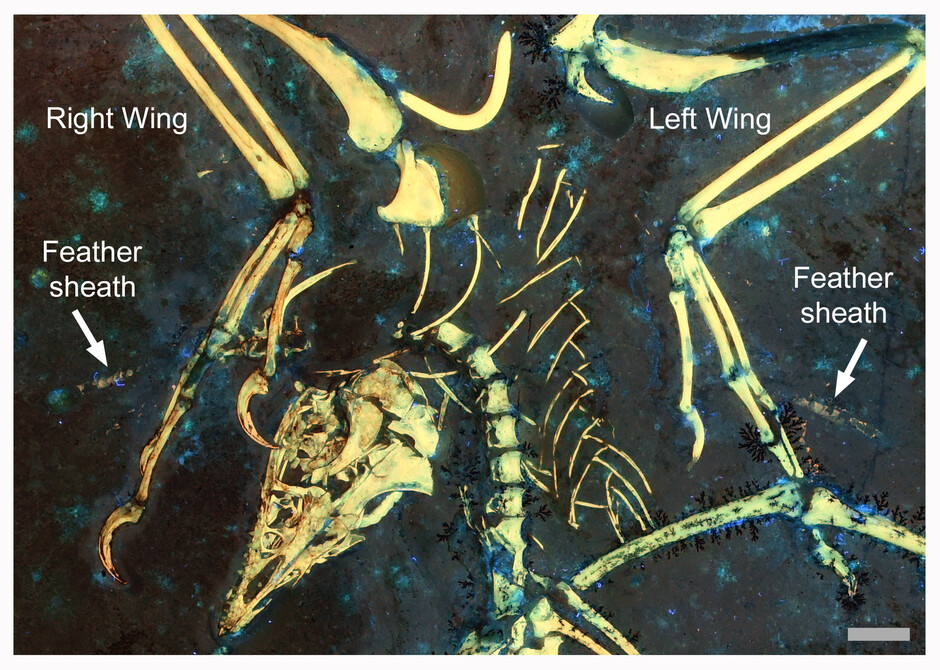 Remanents of feather sheaths on the wings of the fossil bird Archaeopteryx, shows the earliest evidence of a complex moulting strategy. The white arrows indicate the feather sheaths. Scale bar is 1 cm.  Image credit: Kaye et al. 2020.