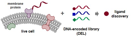  Graphic illustration of the work: DNA-programmed affinity labelling (DPAL) enables the direct screening of DNA-encoded chemical libraries (DELs) against membrane protein targets on live cells to create novel drug discovery opportunities.