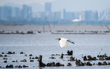 New research makes strong case for restoring Hong Kong’s lost oyster reefs — Seven square meters of a HK oyster reef can filter up to one Olympic swimming pool of water in a single day