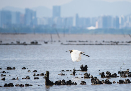 New research makes strong case for restoring Hong Kong’s lost oyster reefs — Seven square meters of a HK oyster reef can filter up to one Olympic swimming pool of water in a single day