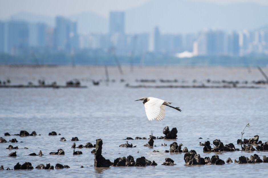 Oyster reefs in Hong Kong. ©Kyle Obermann/Courtesy TNC