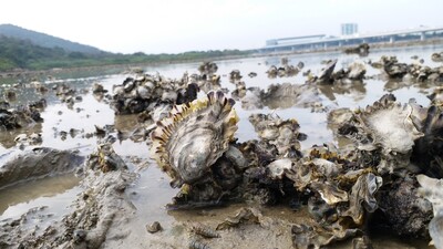 Seven square meters of a Hong Kong oyster reef can filter up to one Olympic swimming pool of water in a single day ©Marine Thomas/Courtesy TNC