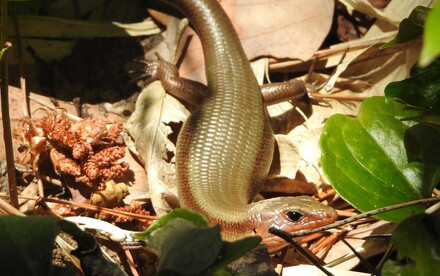 Four decades of research on Japanese Izu Islands finds rising lizard temperatures may change predator-prey relationship with snakes