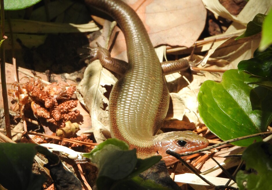 A basking Okada's five-lined skink (Plestiodon latiscutatus) on Hachijo-Kojima. Image credit: Masami Hasegawa.