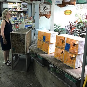 Co-author of the study Hannah Tilley records songbirds for sale in the Hong Kong bird market in Mong Kok.