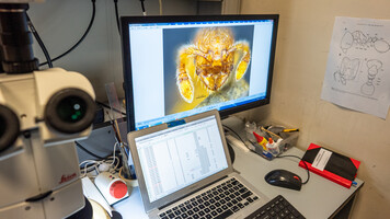 Work station in Benoit Guenard's lab - a microphotograph of the head of a new species currently being described is on the computer screen (Photo by Alex Reshikov)-18