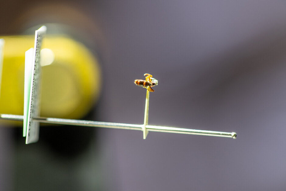 An ant from Guénard's collection (Photo by Alex Reshikov)