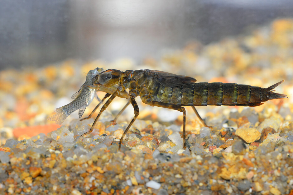 Larva of tiger hawker dragonfly feeding on a small fish. Pelvic spines can deter large marine predators that swallow sticklebacks whole, but in ponds they offer no defense against dragonfly larvae. (Credit: Song Ruibin)
