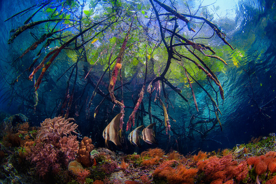 The wonderful scene under the water. Photo courtesy of Beth Watson, Winner of  2016 World Oceans Day Photo Competition (Theme winner). 