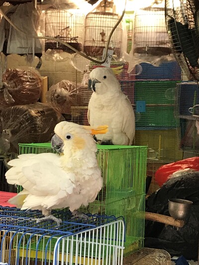 Photo of yellow-crested Cockatoos (Cacatua sulphurea) for sale in Hong Kong's bird market.  Photo courtesy of Astrid ANDERSSON.