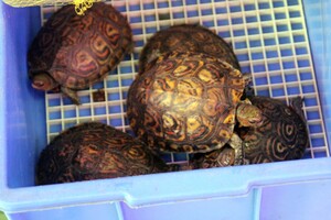 Photo of painted wood turtle (Rhinoclemmys pulcherrima). Photo credit: Astrid ANDERSSON