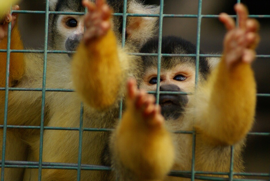 Squirrel monkeys on sale – the legal trade in live primates is very lucrative.  Photo courtesy of Michelle Garforth VENTER