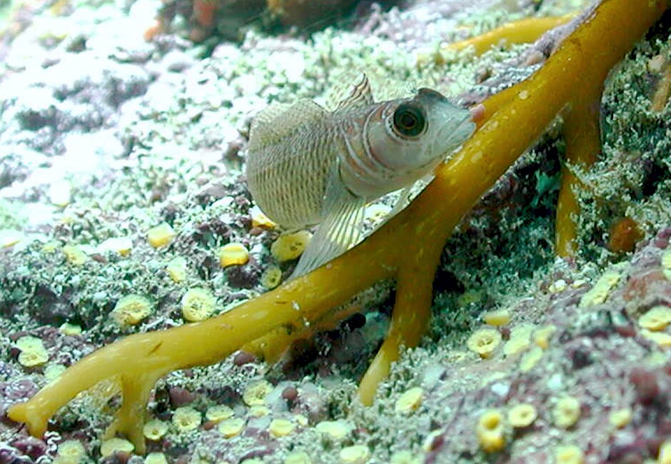 Photo of Common triplefin, Forsterygion lapillum from New Zealand. Photo credit: Sean D. Connell