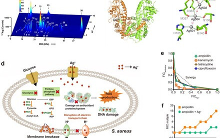 HKU scientists reveal silver-based antimicrobials can be utilised as antibiotic adjuvants to combat antibiotic resistant Staphylococcus aureus