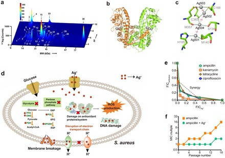 HKU scientists reveal silver-based antimicrobials can be utilised as antibiotic adjuvants to combat antibiotic resistant Staphylococcus aureus