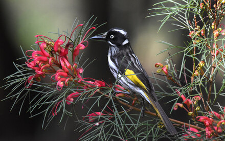 Songbirds like it sweet! A research co-developed by HKU Evolutionary Biologist found that  Songbird ancestors evolved a new way to taste sugar