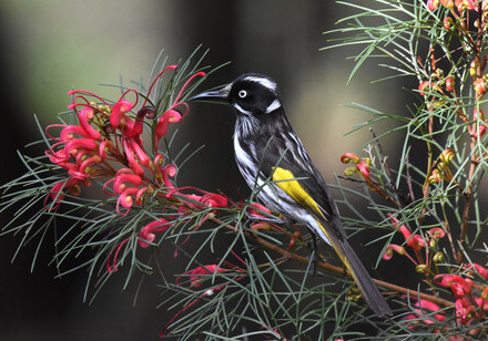 Songbirds like it sweet! A research co-developed by HKU Evolutionary Biologist found that  Songbird ancestors evolved a new way to taste sugar