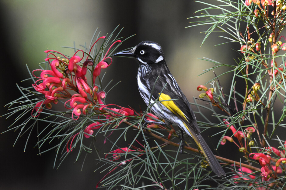 A New Holland honeyeater (Phylidonyris novaehollandiae) feeding on Wilson’s grevillea (Grevillea wilsonii), a favorite honeyeater food endemic to Western Australia. Photograph by Gerald Allen (Macaulay Library 271643651).