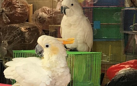 HKU Ecologists develop a novel forensic tool detecting laundering of critically endangered cockatoos