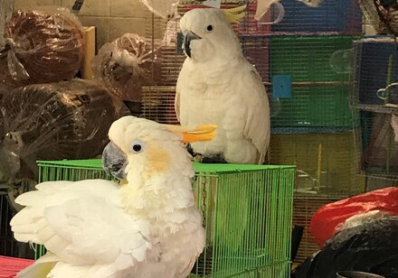 HKU Ecologists develop a novel forensic tool detecting laundering of critically endangered cockatoos