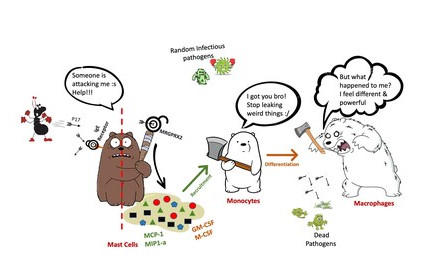 HKU biologists identify and demonstrate a naturally abundant venom peptide from ants that activates a previously unknown pseudo allergic pathway, unravelling a novel immunomodulatory pathway of MRGPRX2