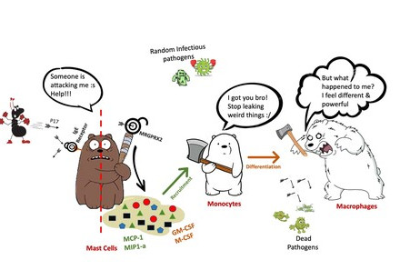 HKU biologists identify and demonstrate a naturally abundant venom peptide from ants that activates a previously unknown pseudo allergic pathway, unravelling a novel immunomodulatory pathway of MRGPRX2