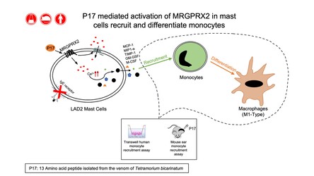 Schematic diagram depicting the overall pathway involved in MRGPRX2 mediated monocyte recruitment and differentiation.