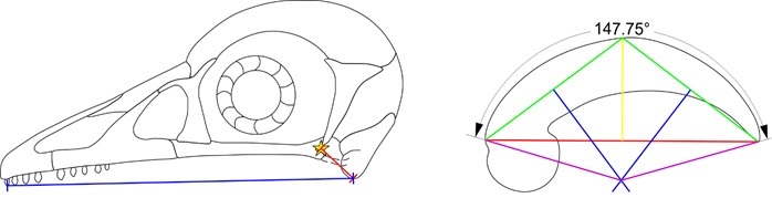 Evidence of carnivory in the enantiornithine bird Shenqiornis. The skull (left) is adapted to close quickly and catch fast-moving prey. The foot claws (right) are curved and adapted for holding struggling prey. Image credit: Case Vincent Miller & Michael Pittman.