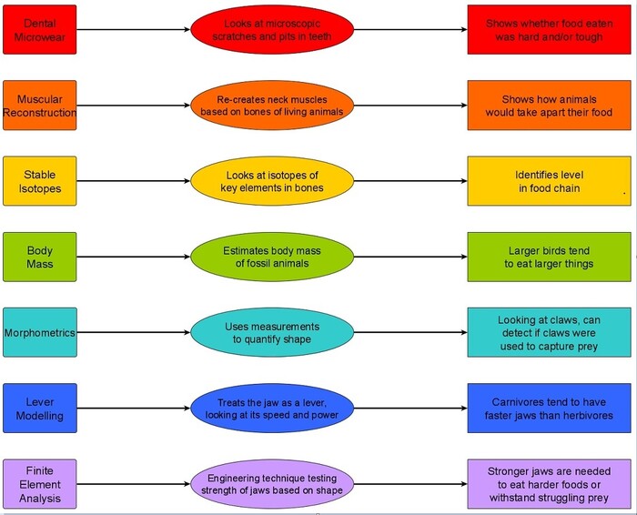 Simplified version of the framework proposed by Miller & Pittman. From left to right: name of the technique, brief description, and what it can tell about diet. See Figure 8 of the published paper for a more detailed version. Image credit: Case Vincent Miller & Michael Pittman