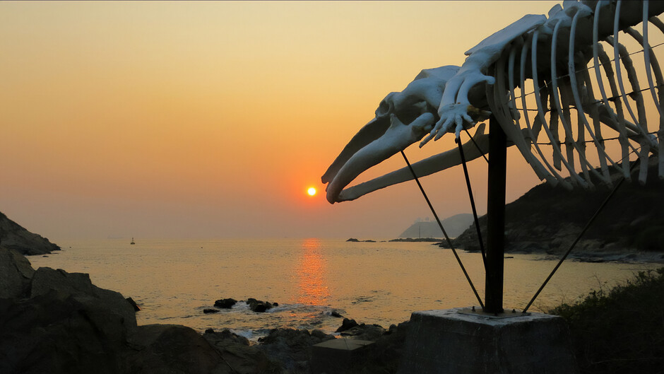 The fin whale skeleton, the symbol of marine conservation that has been sitting on the shore beside SWIMS for 3 decades. Photo credit: Dr Jacky Ip