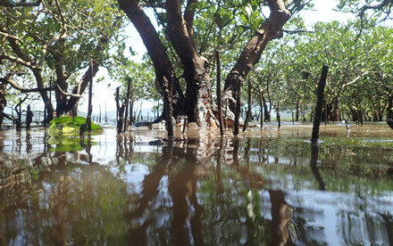 Marine ecologists reveal mangroves might be threatened by  low functional diversity of invertebrates