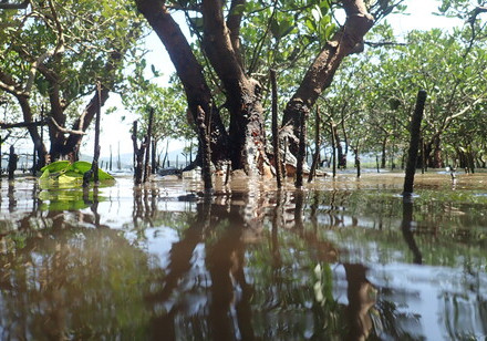 Marine ecologists reveal mangroves might be threatened by  low functional diversity of invertebrates