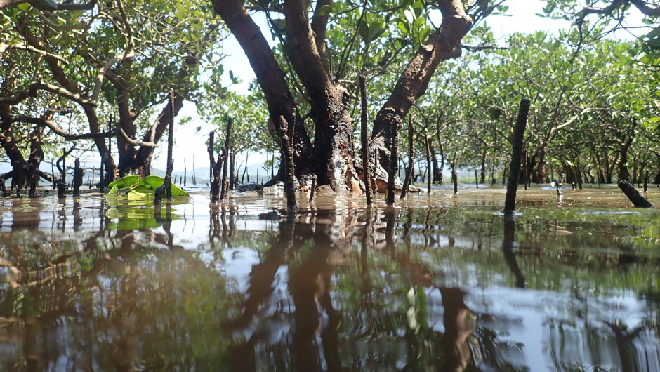 Mangrove forests worldwide host invertebrate assemblages with low functional diversity. Photo credit: Stefano Cannicci