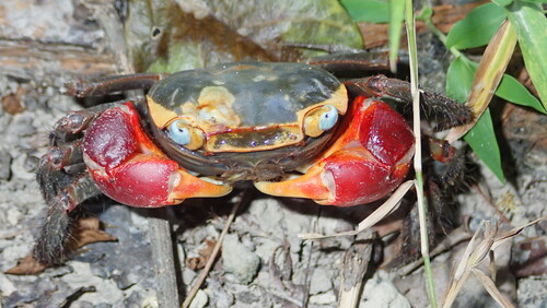 Large crabs, such as Chiromantes haematocheir, constantly rework the sediment, providing nutrients and oxygen to the mangrove trees. Photo credit: Stefano Cannicci
