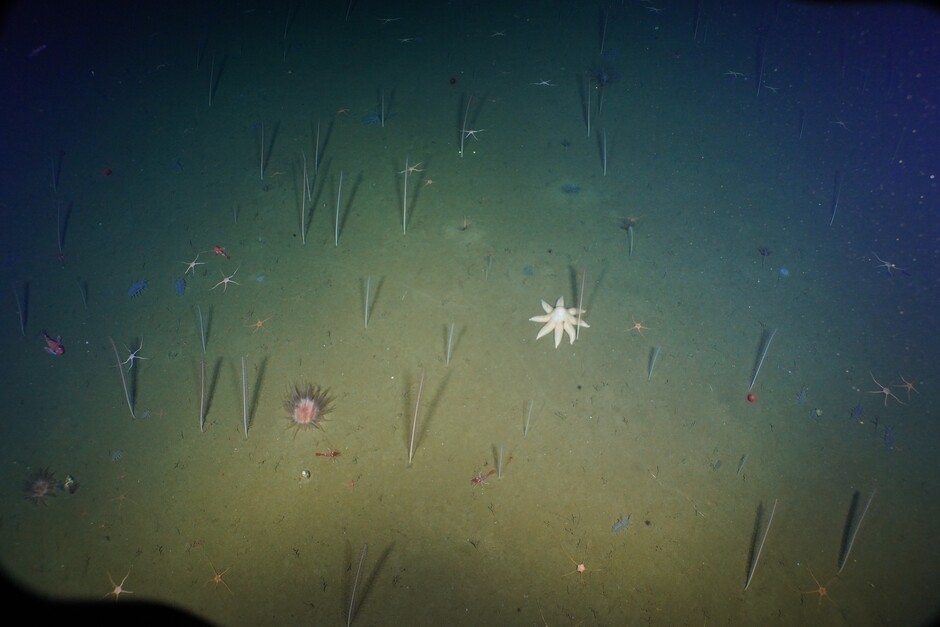 Image 1: An example of deep-sea soft sediment ecosystem.  Photo credit: NOAA OER and Ocean Exploration Trust; A. Thurber camera loan. Courtesy of Lisa Levin.