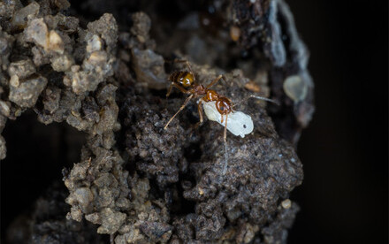 HKU Ecologists study the buffering effects of forests on climate change impacts on insect communities revealing the importance of forest regeneration