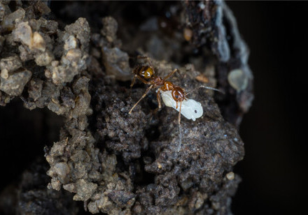 HKU Ecologists study the buffering effects of forests on climate change impacts on insect communities revealing the importance of forest regeneration