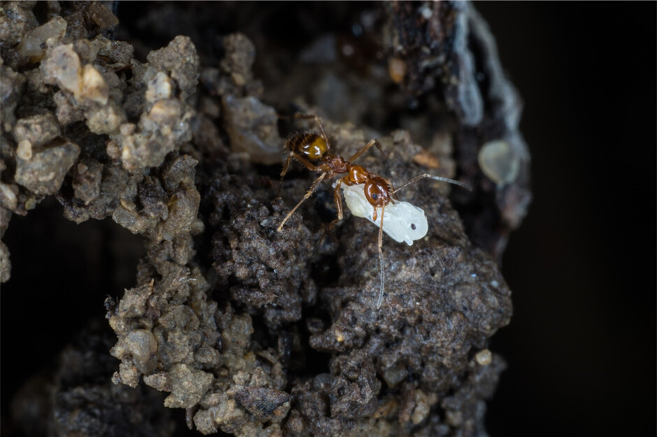 Ants are social insect. They invest important efforts and energy in building nests and raising brood, making them almost sessile like plants. Photo credit: Insect Biodiversity and Biogeography Laboratory.  
