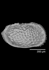 One of the small shells - Ostracod, Neocytheretta faceta.  Photo credit: Dr Yuanyuan Hong