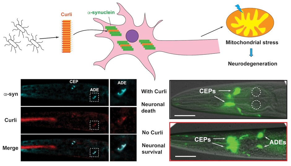 Bacterial curli promotes the aggregation of α-synuclein through cross-seeding, which leads to mitochondrial stress and neurodegeneration. 