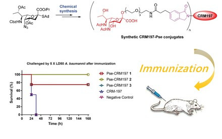 HKU and CityU made a breakthrough in vaccination development against lethal bacteria, providing new opportunity for treating resistant A. baumannii infection