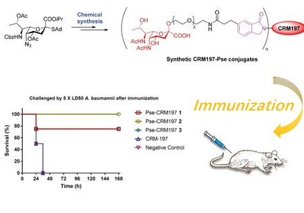 HKU and CityU made a breakthrough in vaccination development against lethal bacteria, providing new opportunity for treating resistant A. baumannii infection