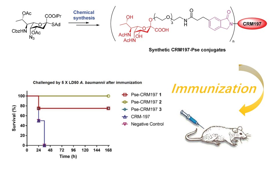 The novel chemical synthetic carbohydrate conjugate vaccine successfully defeats the infection of drug resistant Acinetobacter baumannii.