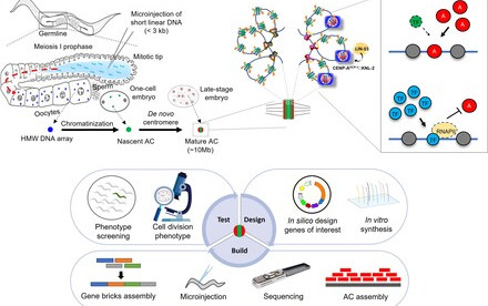 HKU Biologists build a megabase-sized chromosome from scratch, further exploring the potential of worm artificial chromosomes to improve gene therapy