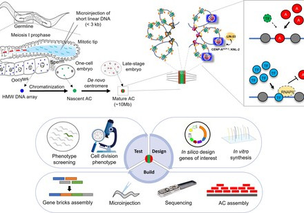 HKU Biologists build a megabase-sized chromosome from scratch, further exploring the potential of worm artificial chromosomes to improve gene therapy