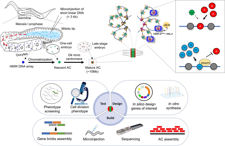 Image credit: Upper panel: Nucleic Acids Research, Lower panel: by Lin Zhongyang.