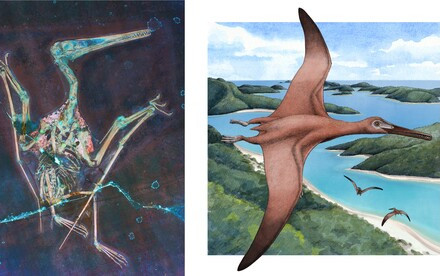 Muscular Wing-Body Junction Improved Pterosaur Flight Performance 